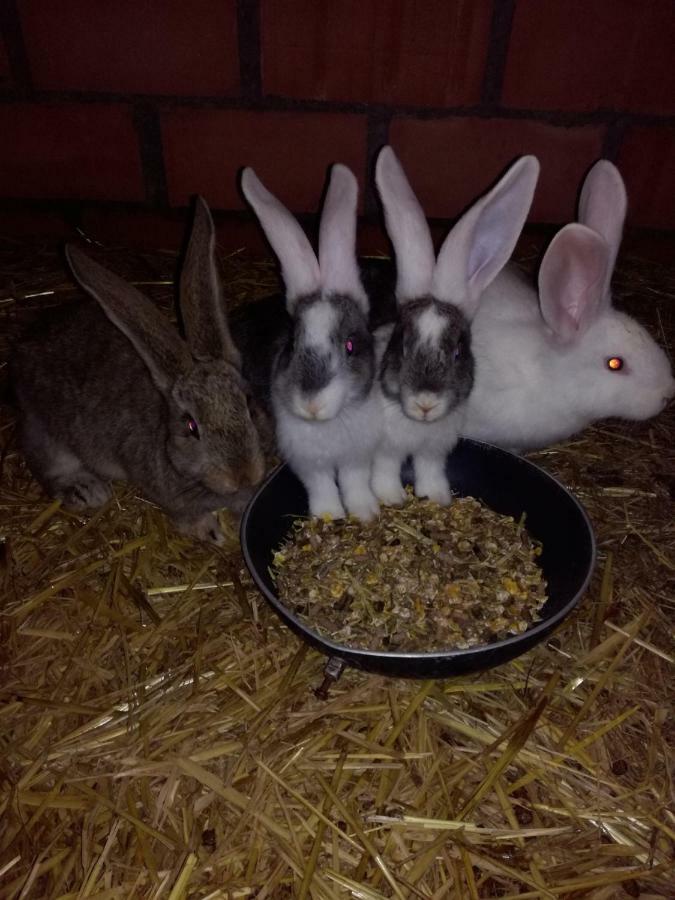 Poezelhoekvallei Appartement Zonnebeke Zewnętrze zdjęcie